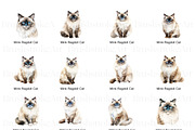 Ragdoll Cat Clipart, Ragdoll Kittens, an Animal Illustration by BrushstrokeArtGB (Thumbnail 9 of 9)