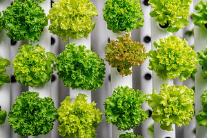 Urban hydroponic garden showcasing vibrant leafy greens in a compact space, a Food & Drink Photo by AlyaAnd