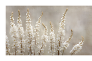 Hihe Co. White Floral Art, a Texture Illustration by milatovar (Thumbnail 20 of 20)