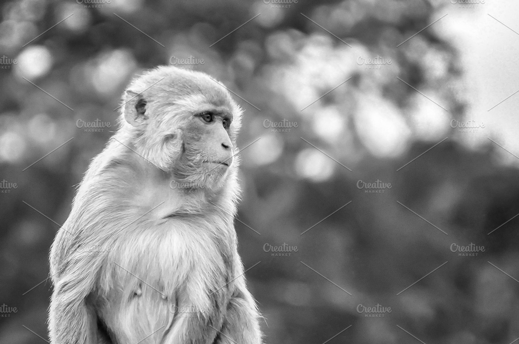 Rhesus Macaque Monkey Black & White, an Animal Photo by Phil Matthews