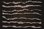 Torn Paper Edge Textures PNG Packs, a Texture Graphic by Creative_View (Thumbnail 11 of 13)