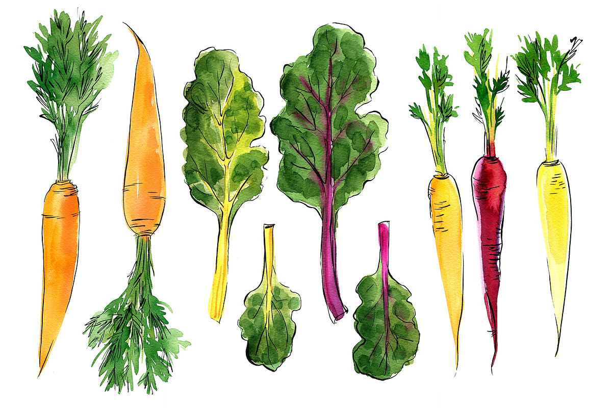 Food watercolor. Vegetables, a Food Illustration by irina.vaneeva (Photo 10 of 25)