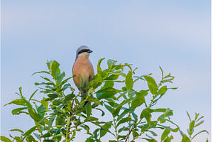 Red-backed Shrike in woodland -, an Animal Photo by Lukas Jonaitis SHOP
