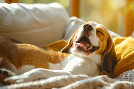 Cozy Beagle Enjoying a Relaxing Yawn on a Comfy Sofa - Generativ, an Animal Photo by José Manuel Gelpi