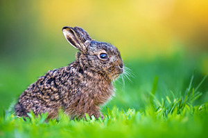 Leveret sitting in green grass outdoors enjoying spring, an Animal Photo by Byrdyak