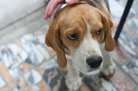 Beagle dog stock photo containing hand and silly