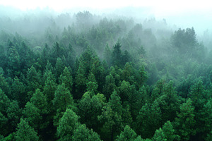 Forest covered in fog with dense, a Photo by Pavel_design
