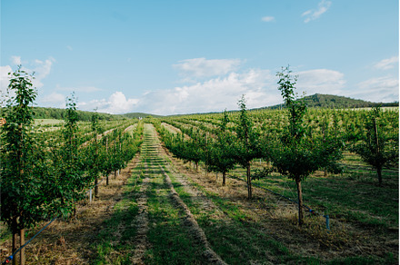 Rows of fruit trees growing in well, a Nature Photo by HalfPoint