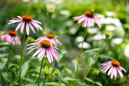 Clary Sage Flowers preview 4