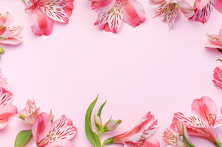 Beautiful Alstroemeria flowers on pink background, a Holiday Photo by Olena Rudo