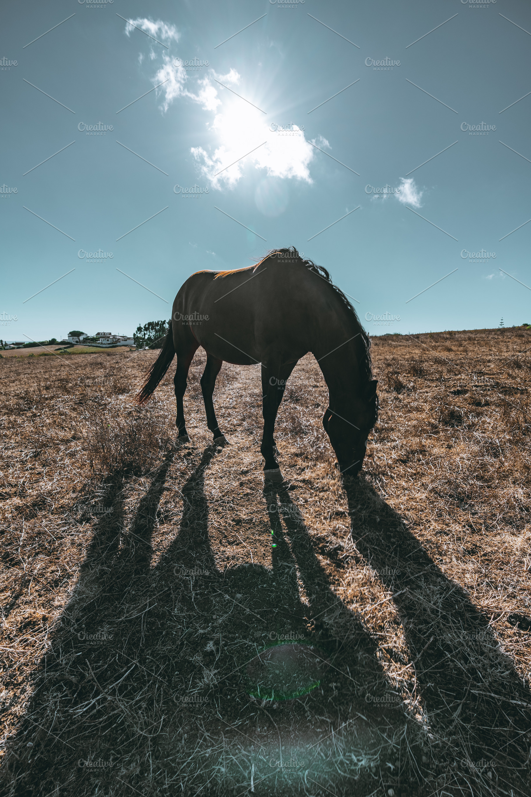 Backlit Horse Grazing in Field, an Animal Photo by SkyNext