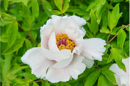 Tree peony blooms bush white, a Nature Photo by yanadjana
