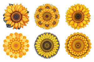 Sunflower Vectors, Sunflower Svg 2