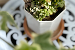 Succulent plant in flower pot, a Nature Photo by ArtBackground