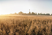 Autumn rural landscape, a Food Illustration by Countryside life (Thumbnail 8 of 9)