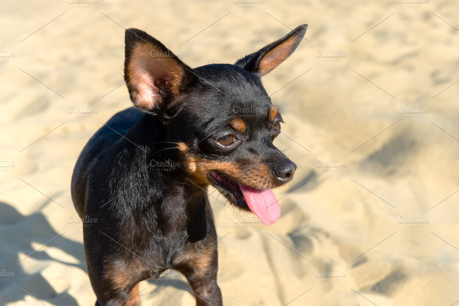 Black dog of the Russian Toy breed, an Animal Photo by FedotovAnatoly