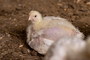 A chicken with plumage during the change of yellow fluff to feathers,, a Photo by rsoollAI