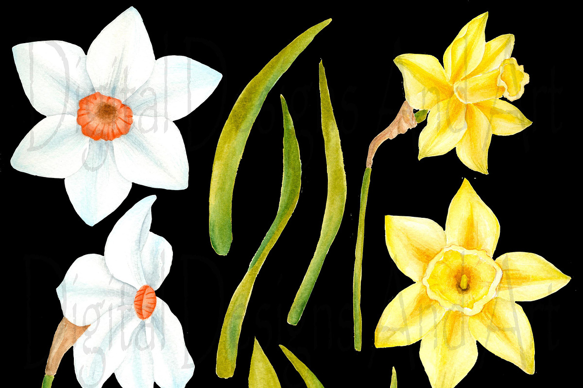 Watercolor daffodil flowers, an Illustration by DarinaDigital (Photo 3 of 4)