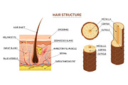 Hair structure. Scientific, a Healthcare Illustration by YummyBuum (Thumbnail 1 of 3)