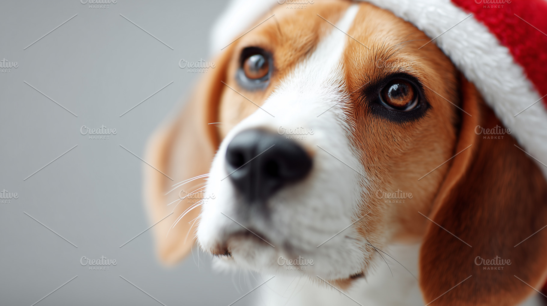 Cute beagle dog wearing a red Santa, an Animal Photo by MistyDay