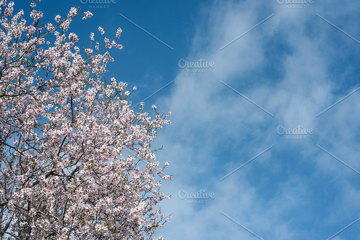 Blossoming almond trees, a Nature Photo by Fruits+Veggies (Photo 5 of 17)