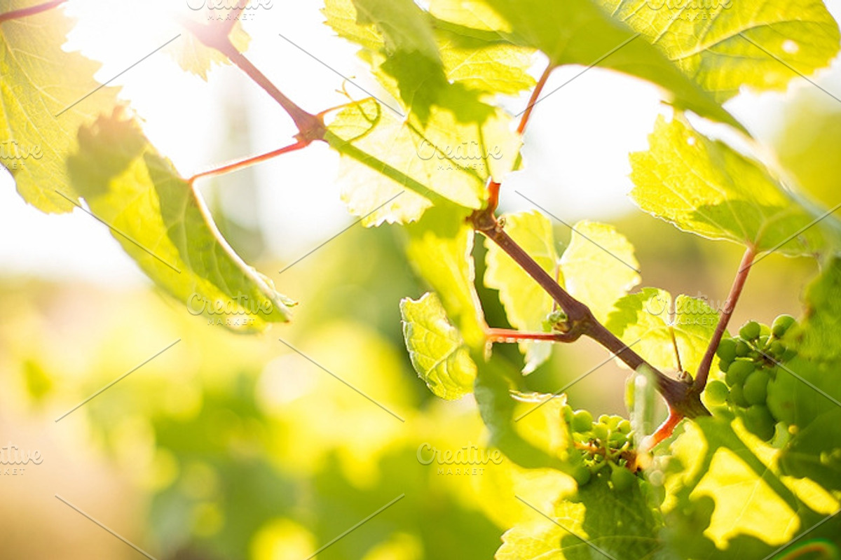 Vine 2 containing vine, woodbine, and woodbind preview 6