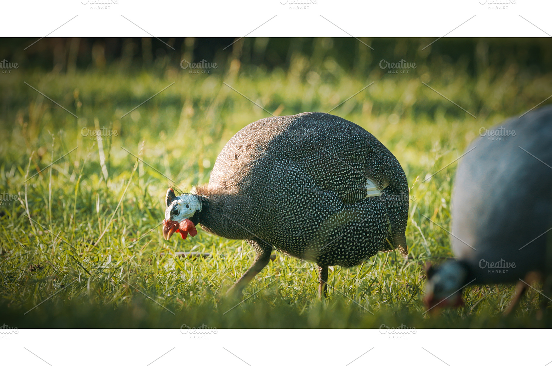 Guinea fowl grazing in summer grass, an Animal Photo by Our Amazing World