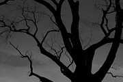 Tree at Dusk, a Nature Photo by Marc Sandin Creative (Thumbnail 5 of 5)