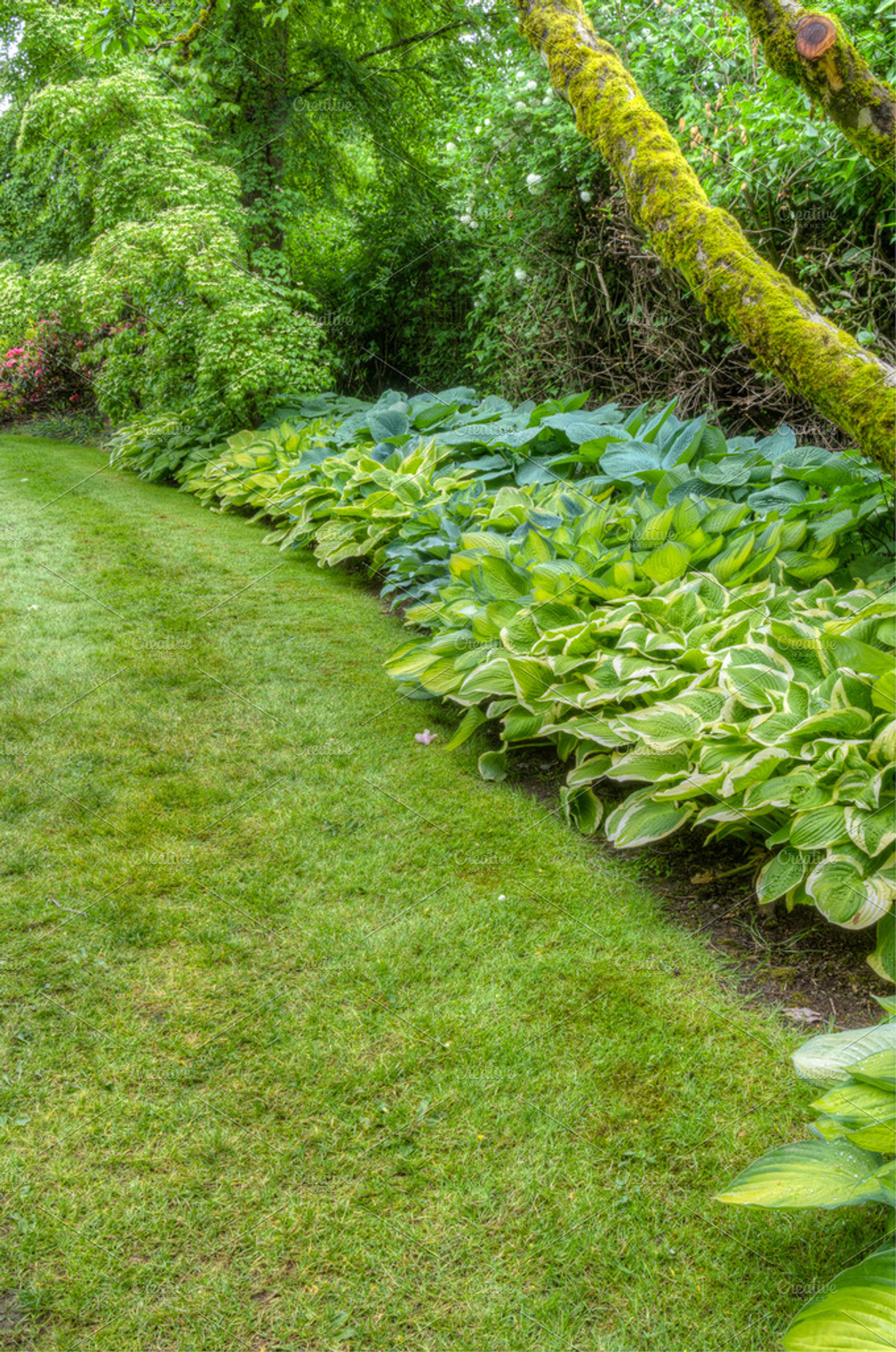 Landscaped Garden Scene With Hosta