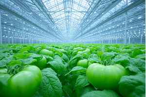 A modern industrial plantation's, a Nature Photo by ZinetroN