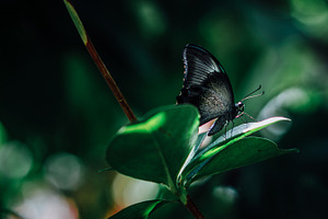 Black butterfly on leaf stock photo containing butterfly and insect