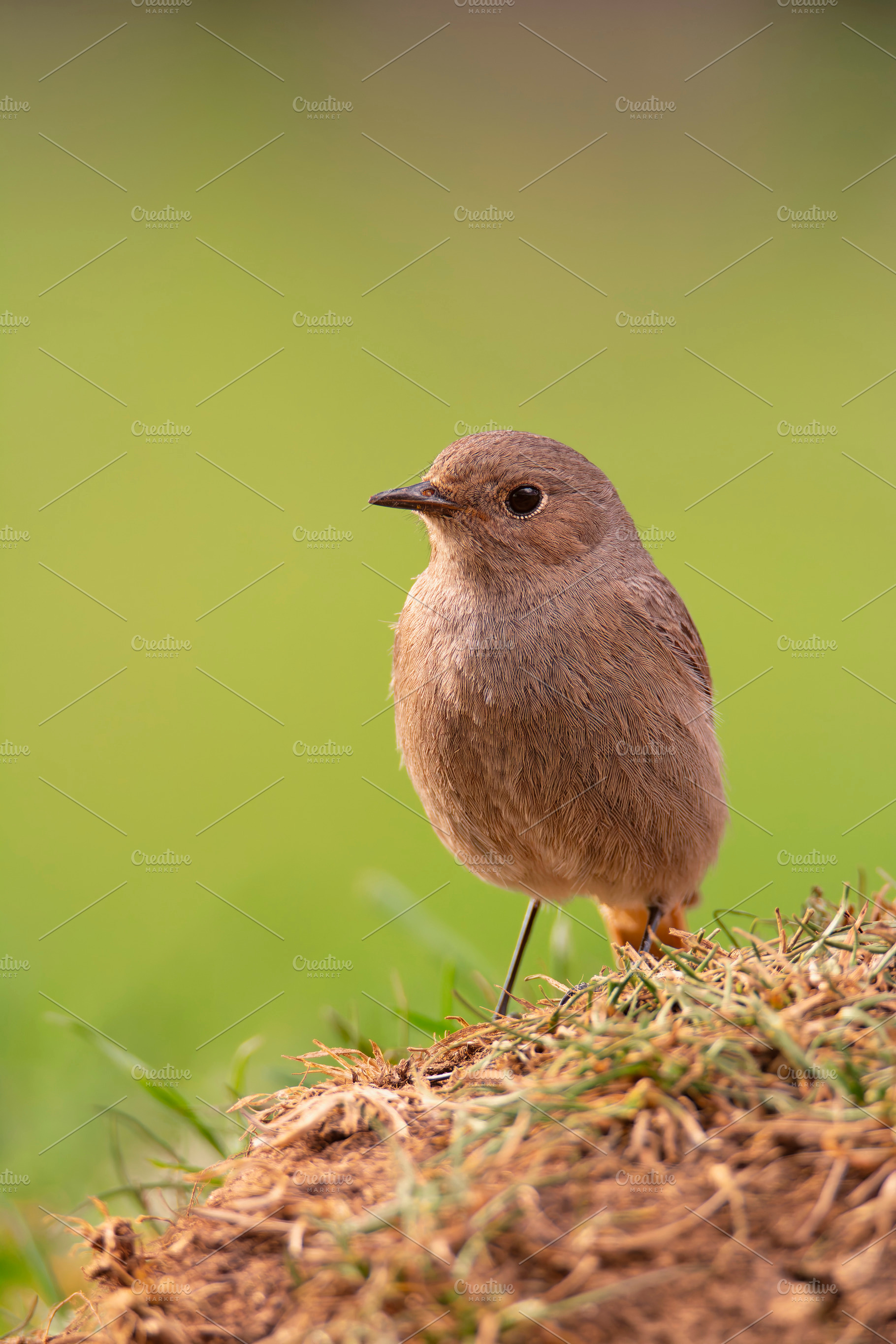 Female Common redstart in the forest., an Animal Photo by CreativePhotoSpain