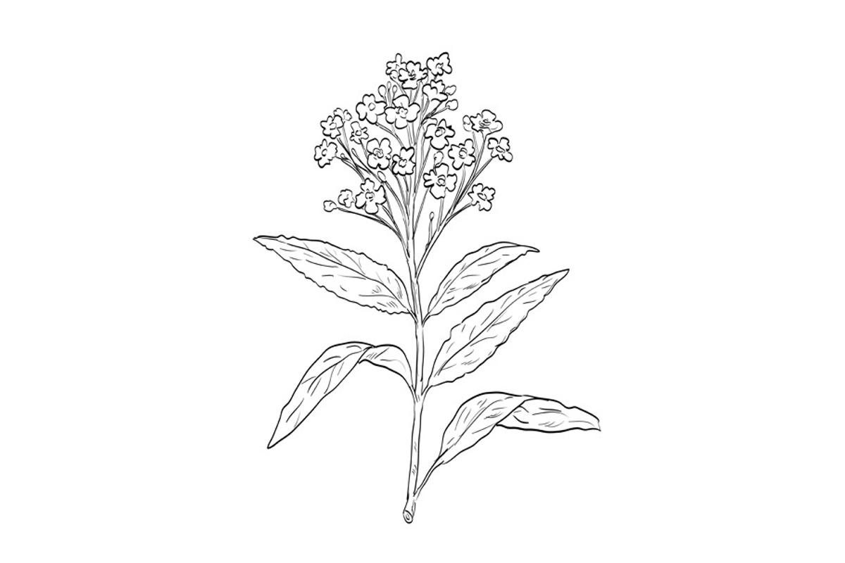 Horseradish or Armoracia Rusticana, an Illustration by patrimonio