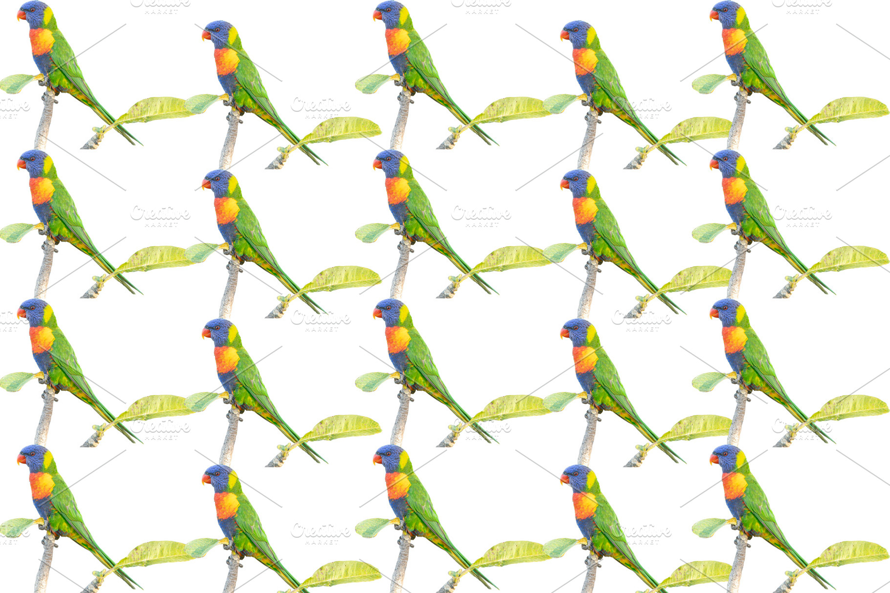 Rainbow Lorikeet Pattern, an Animal Photo by Rob D Animal Photography