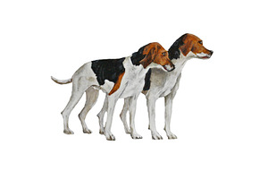 Fox Hound Dog Oil Painting Clip-art