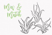 Air Plant Ink Illustration Set, an Illustration by Hannah Eliza Studio (Thumbnail 4 of 5)