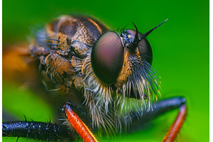 Close-up macro portrait of a Robber, an Animal Photo by Lukas Jonaitis SHOP