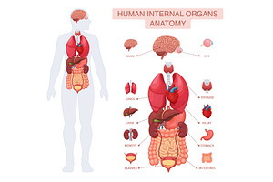 Human body internal organs anatomy, a Person Illustration by Yayasya