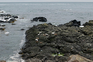 Seabirds resting on rocky shore with ocean backdrop in Akranes, Iceland, a Photo by AS photostudio