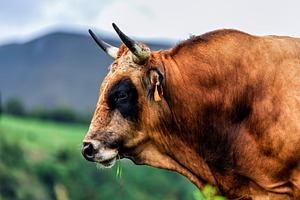 Asturian Valley Bull in profile in a, an Animal Photo by Perpis