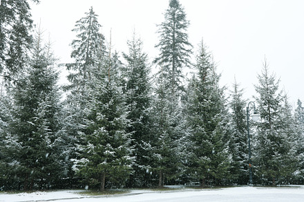 Conifer trees in snowy day in Carpathian ski resort, a Nature Photo by AtlasStudio PRO