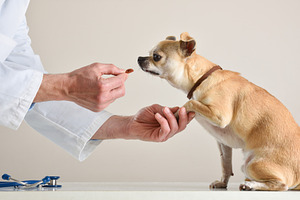 Veterinarian Feeding Chihuahua Treat by Hand