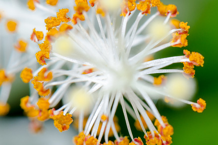 Carpel of snowflake hibiscus containing carpel, pollen, and floral, a Nature Photo by yongkiet jitwattanatam