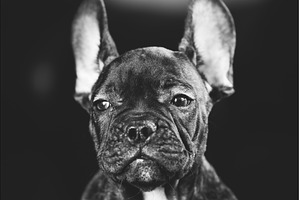 Young Curious Black French Bulldog, an Animal Photo by Our Amazing World