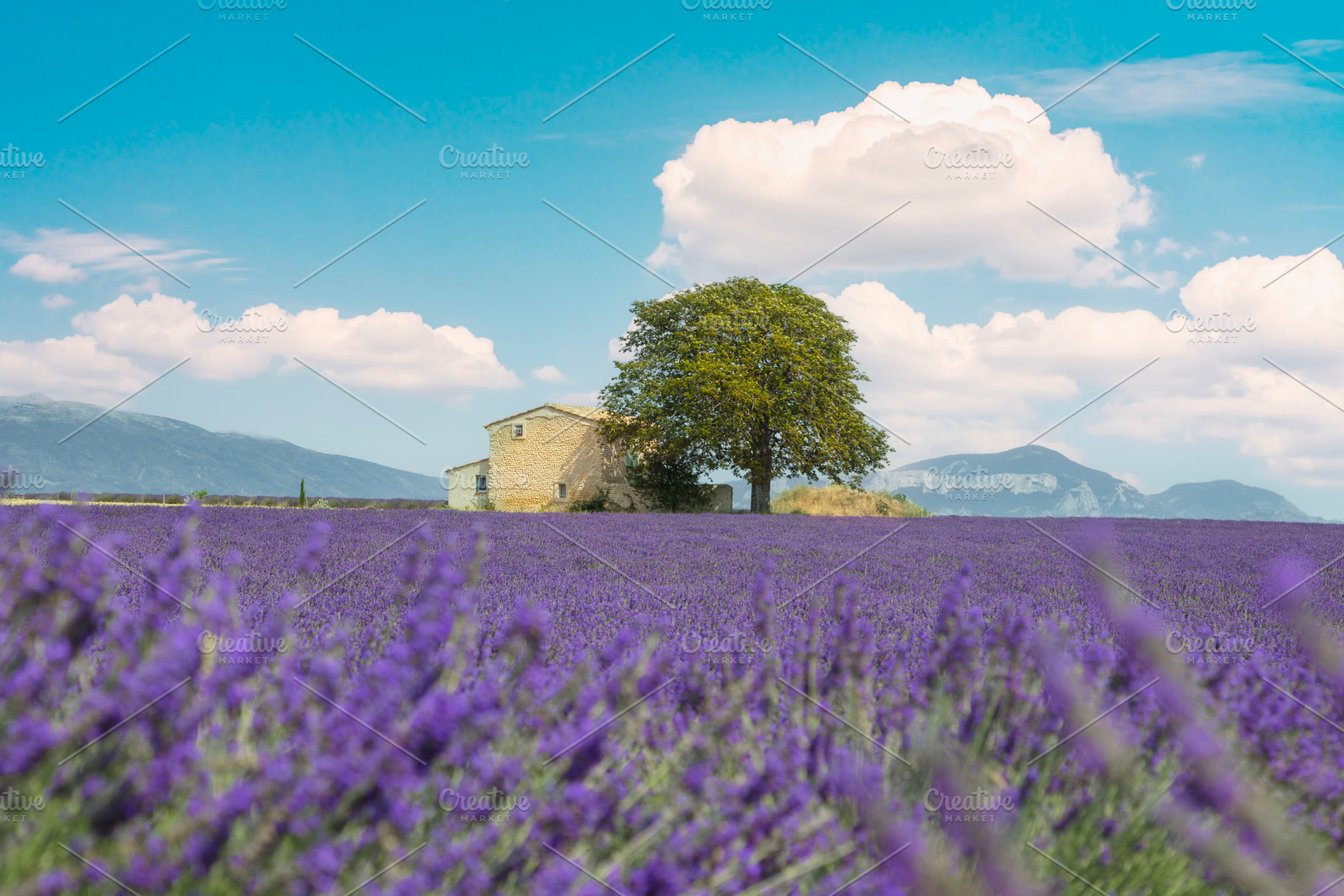 Lavender field, a house, and a tree., a Nature Photo by Stefano Orazzini