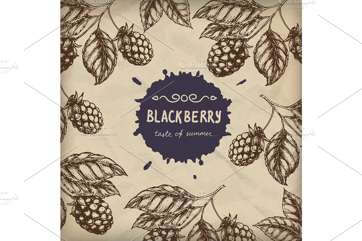 Blackberry Raspberry design template. Blackberry Raspberry branch engraving illustration. Vector illustration, a Food Illustration by SHom