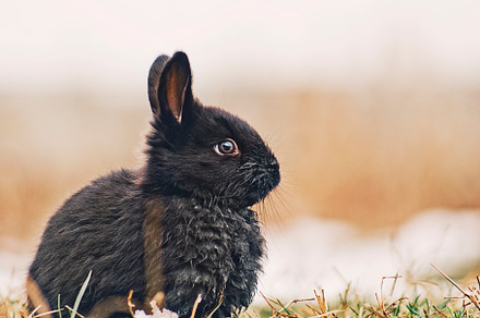 Cute bunny featuring bunny, easter, and cute
