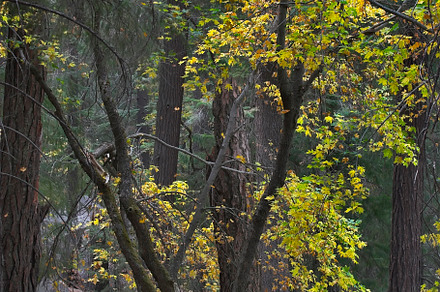 Footpath in a wood., a Background Photo by kavram