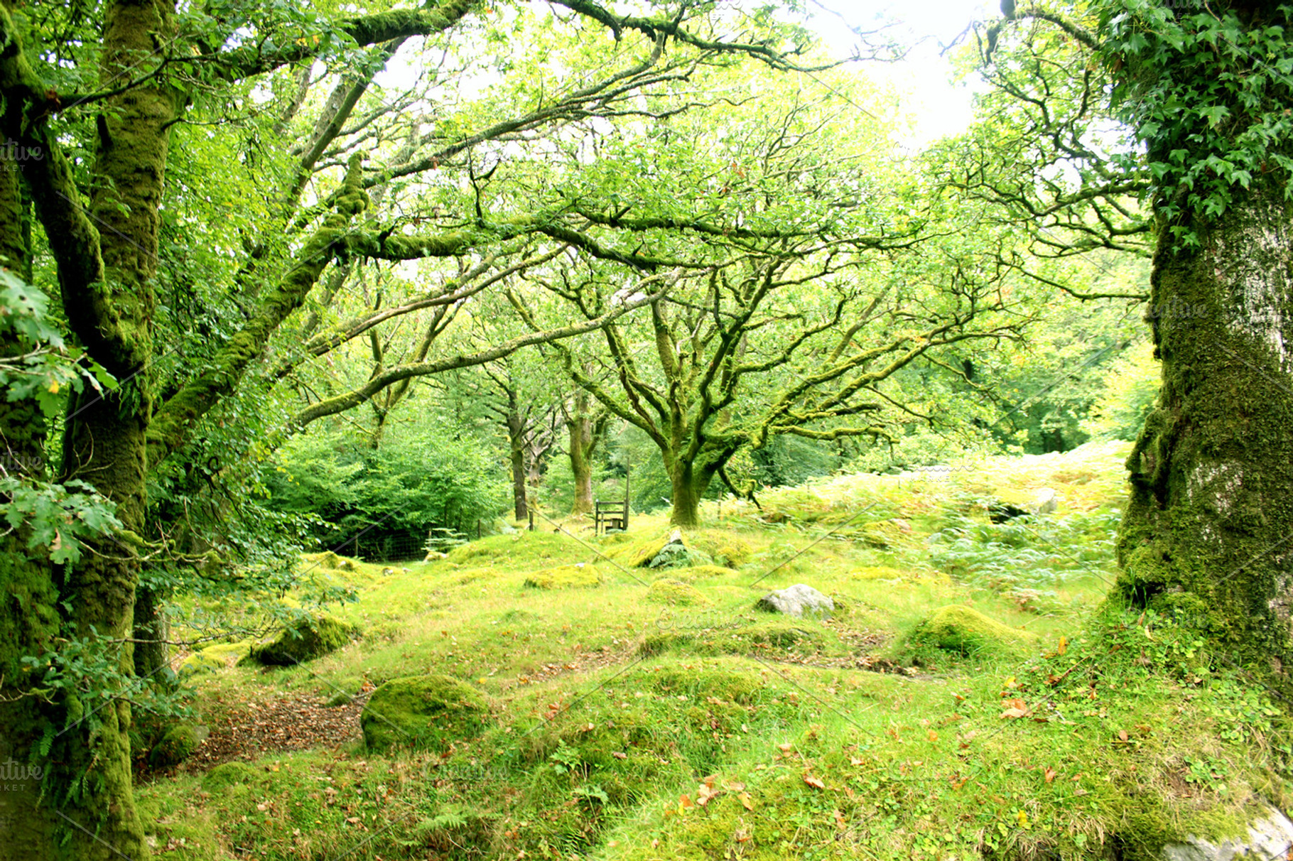 Forest trees stock photo containing woodland and moss, a Nature Photo by Corner Croft Mockups