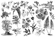 Floral Vintage Vector Illustrations, an Education Illustration by hypegraphic (Thumbnail 2 of 4)